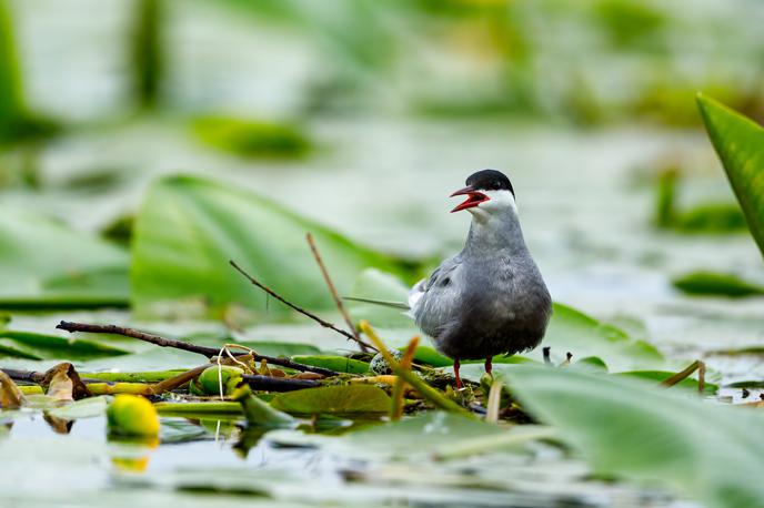 Navadna čigra, ptica | Rejce perutnine in ptic v ujetništvu pozivajo, naj takoj obvestijo svojega veterinarja, če opazijo katerega od znakov bolezni. | Foto Shutterstock