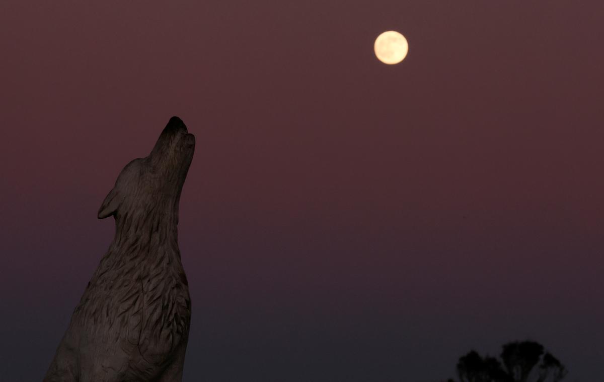 Volčja luna, polna luna | Ponoči je zasvetila volčja luna, ki bo nebo krasila tri dni.  | Foto Reuters