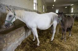 Nova sezona v Kobilarni Lipica