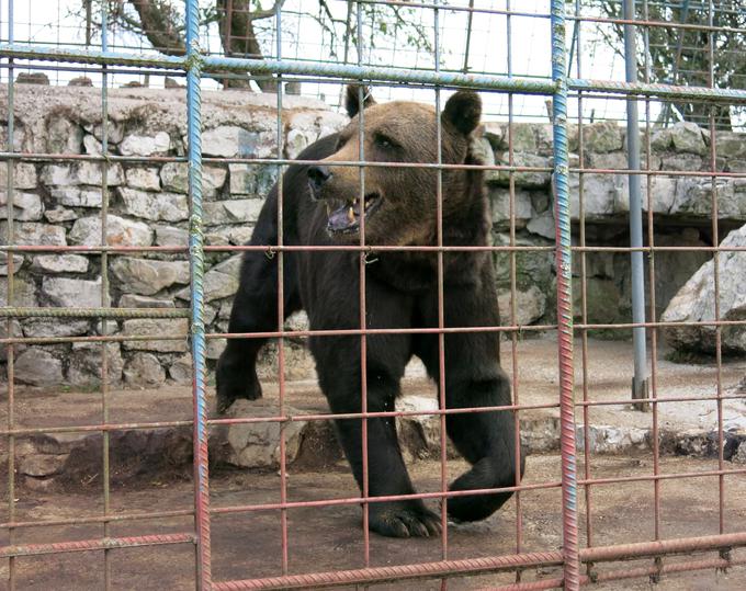 Orjaški Mitko, maskota kmetije | Foto: Miha First