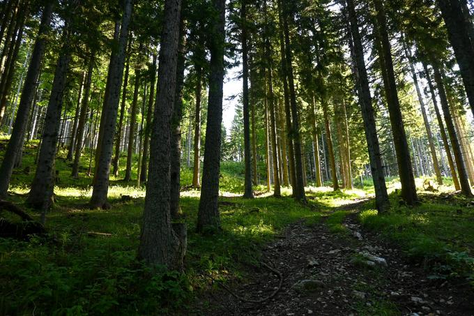 Prva polovica vzpona gre delno po pešpoti delno po vlakah skoti bukov gozd. Strmina ne popušča. | Foto: Matej Podgoršek