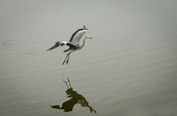 Kako je nastalo jezero, h kateremu se zdaj radi zatečejo Ljubljančani #foto