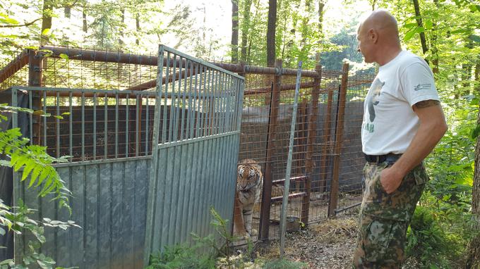 Tigri so zdaj v mahni kletki, od jutri pa se bodo lahko sprehodili tudi po večji pregradi. Rožmanec napoveduje, da bo sčasoma dodatno razširil njihov življenjski prostor. | Foto: Andreja Lončar