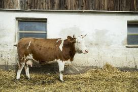 Ekološka kmetija Zvonik Tadej Pačnik Zulejka Javeršek ekokmetija