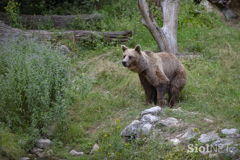 Živali v ljubljanskem živalskem vrtu se hladijo s sladoledom