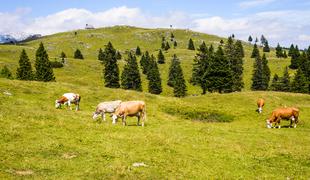 Kdaj je goveje meso zares slovensko