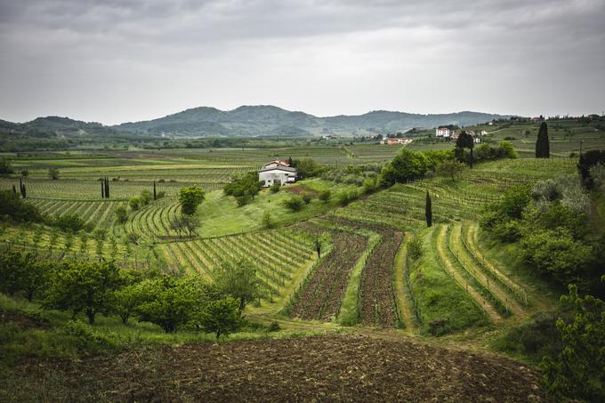 ... tak pogled. | Foto: Bojan Puhek