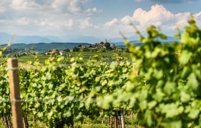 Goriška brda | Foto: Getty Images