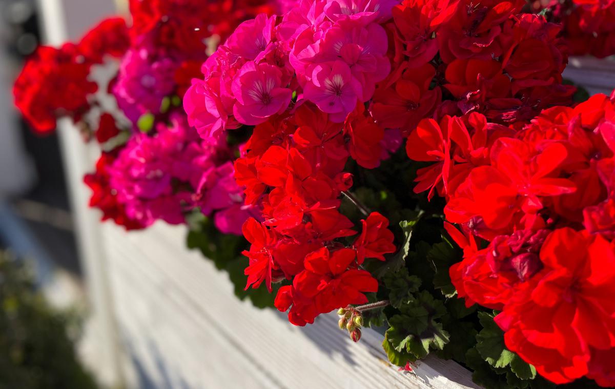 pelargonije, rastline | Cvetoče trajnice (pelargonije – na fotografiji – in fuksije) prenesejo temperature pod 5 stopinj Celzija na daljši rok.  | Foto Shutterstock