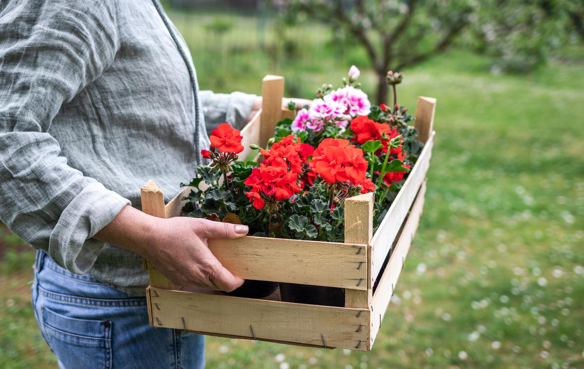 pelargonije | Foto Getty Images