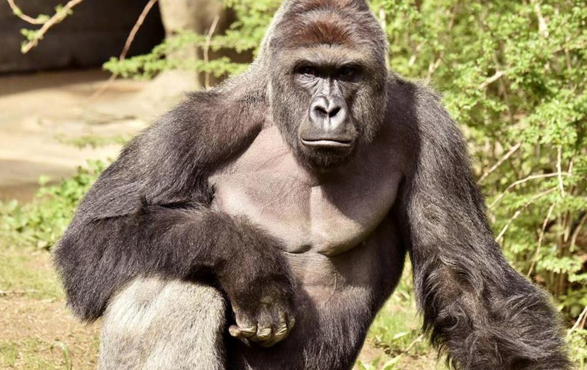 gorila, Harambe | Foto Reuters