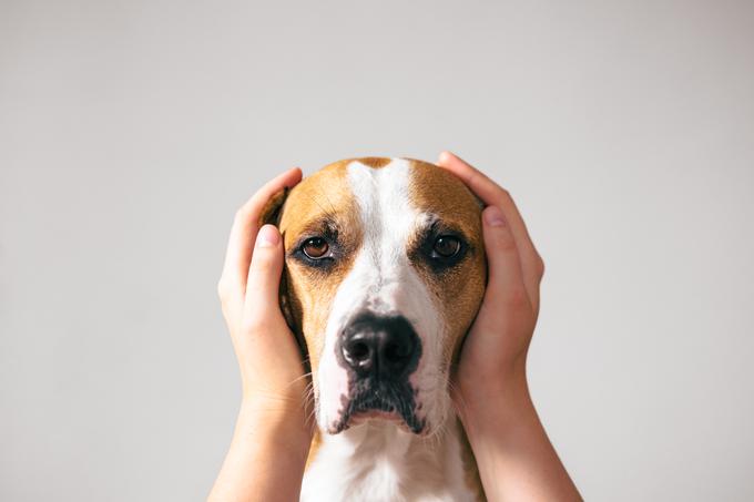 Domače živali se v notranjih prostorih počutijo bolje, če niso nastanjene v bližini oken, kjer je zunanji hrup bolj slišen. | Foto: Shutterstock