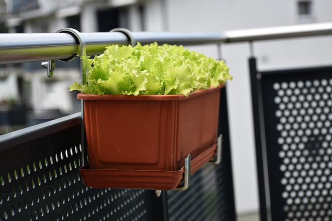 balkon vrt | Foto: Getty Images