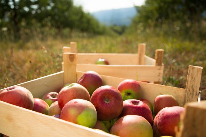 nabiranje jabolk | Foto: Thinkstock