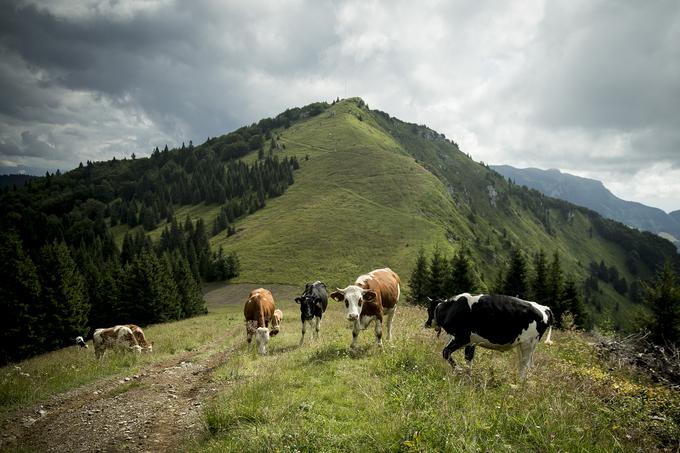 V načrtu imajo dograditev kolesarskih poti. V preteklih letih so že precej vložili v poletni oziroma celoletni turizem. Uredili so kamp in zgradili hotel. Razvijajo domačo kulinariko, butične produkte, kolesarjenje in pohodništvo, pri čemer so velik magnet ostanki rapalske meje. | Foto: Ana Kovač