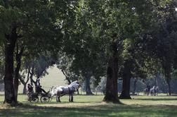 Lipica Turizem ostala brez oskrbe z živili