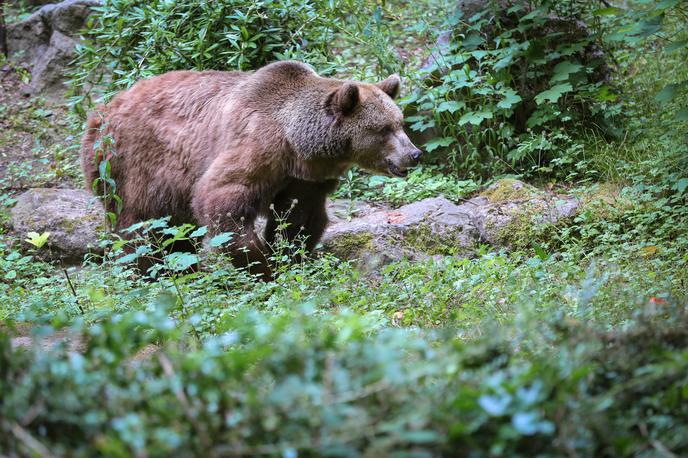 medved, napad medveda | Tako kot v Sloveniji pa se tudi na Slovaškem vrstijo pozivi za njihov odstrel. | Foto Gulliverimage