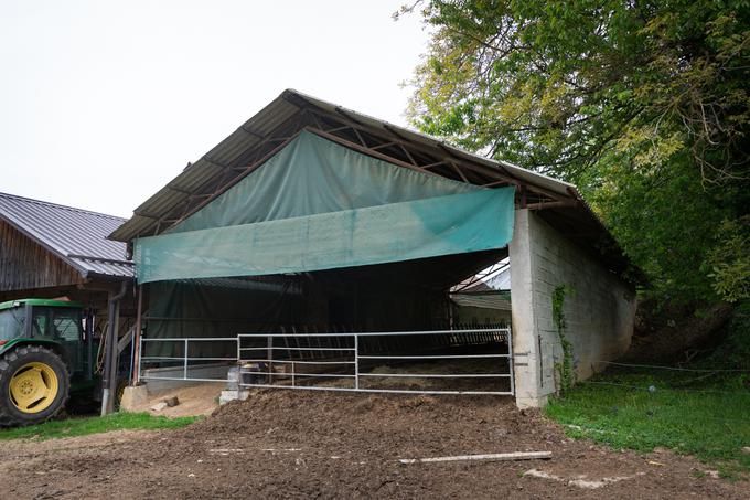 Živali so v letno-zimskem hlevu, po katerem se lahko prosto gibljejo in od koder imajo odprt dostop na pašnik, ki je namenjen njihovemu prostemu gibanju. | Foto: Matjaž Vertuš