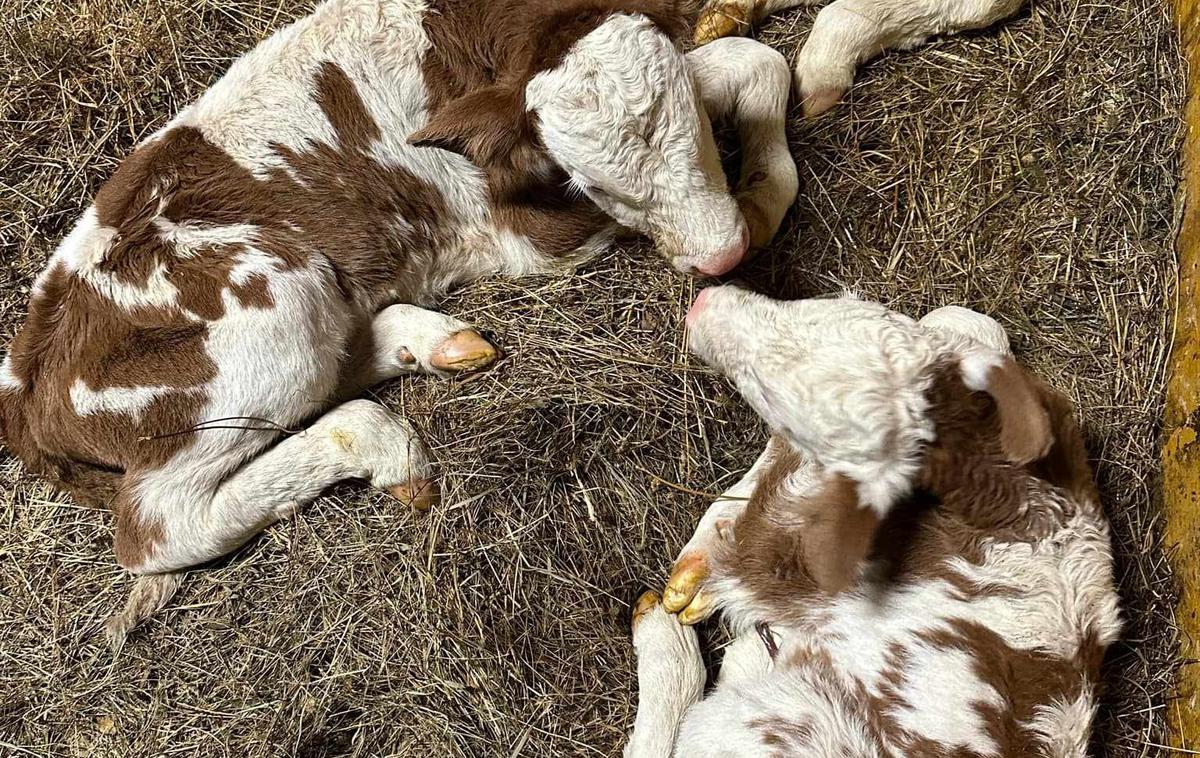 telički | Trije zdravi telički | Foto Veterinarska ambulanta Ljubljana