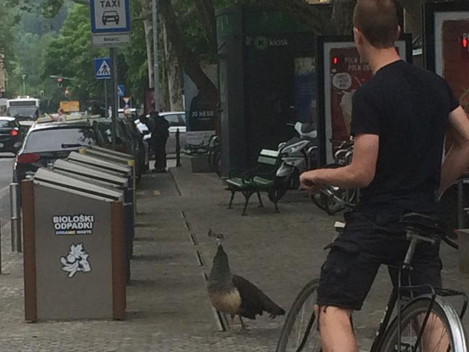 Pavi so navajeni človeške bližine, zato jih pogledi mimoidočih Ljubljančanov in turistov ne motijo. Prav zaradi občudovanj se večkrat ustavi tudi promet. | Foto: Sabrina Zavšek