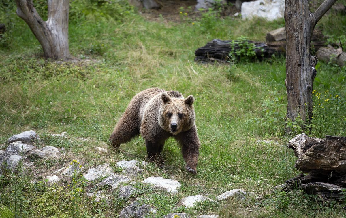 Živali v ljubljanskem živalskem vrtu se hladijo s sladoledom | Kot pravijo v SDS, želijo s spremembo novele zakona o zaščiti živali črtati sporne člene ter s tem zagotoviti primeren in strokoven odnos do oskrbe živali, kar bo za živali imelo pozitivne posledice. | Foto Ana Kovač