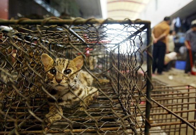 Številni znanstveniki že zelo dolgo opozarjajo, da so kitajske tržnice z eksotičnimi živalmi velikanska gojišča virusnih in bakterijskih bolezni.  | Foto: Reuters