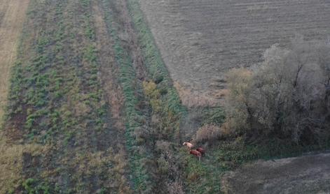 Drama končana: našli pobegle bike, ki so več dni strašili domačine