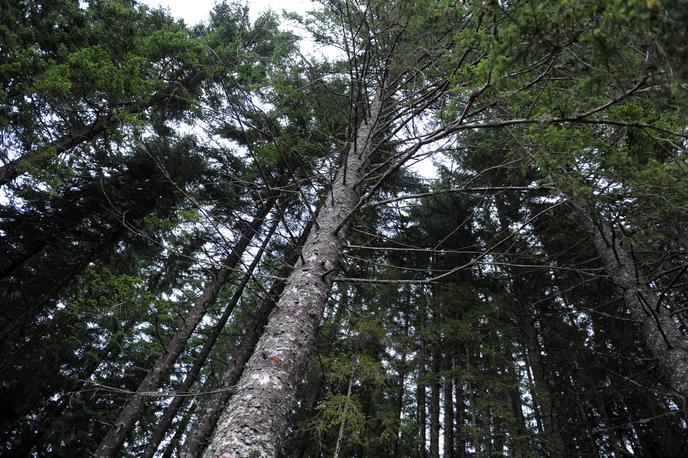 Pokljuka, gozd, smreka | Neznanec je uničil najmanj 25 smrek in povzročil ogromno gospodarsko škodo.  | Foto Matej Leskovšek