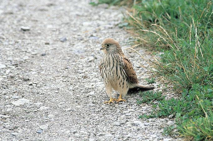 Južna postovka je nazadnje gnezdila v Sloveniji v sredini devetdesetih let dvajsetega stoletja. Prehranjuje se z velikimi žuželkami npr. z bramorji, velikimi kobilicami ipd., ki pa so zaradi pesticidov in spodbujanja monokulturnega kmetijstva izginile v takšni meri, da je z njimi izginila tudi južna postovka. Danes je južna postovka v Sloveniji izredno redek gost, ki ga lahko srečamo v času pomladanske ali jesenske selitve. (Foto: Davorin Tome) | Foto: 