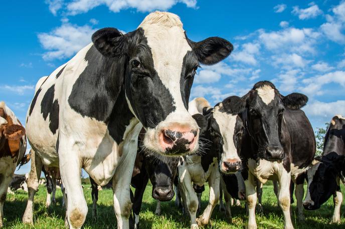 krave | Odkritje bolezni norih krav po zagotovilih škotske vlade ne predstavlja tveganja za zdravje ljudi.