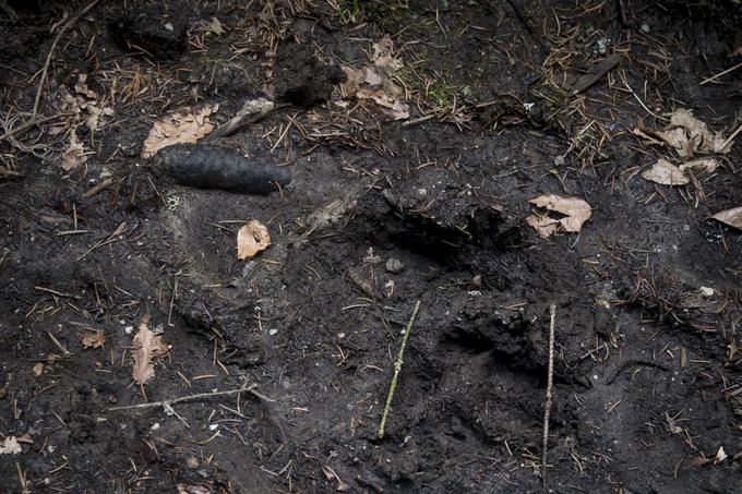 Ste vedeli, da se da živali izslediti tudi na podlagi njihovih odtisov? | Foto: Ana Kovač