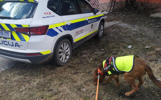 Na pomoč so priskočili tudi domačini, v popoldanskih urah pa so jim pri iskanju začeli pomagati še reševalni psi, in sicer pripadniki SIP KZS 5 (Skupina za iskanje pogrešanih Kinološke  zveze Slovenije) in vodniki reševalnih psov ZRPS (Zveza reševalnih psov Slovenije) ter članica Društva ERP (skupno 14 pripadnikov društev in enot za iskanje pogrešanih oseb z osmimi reševalnimi psi). | Foto: PU Nova Gorica