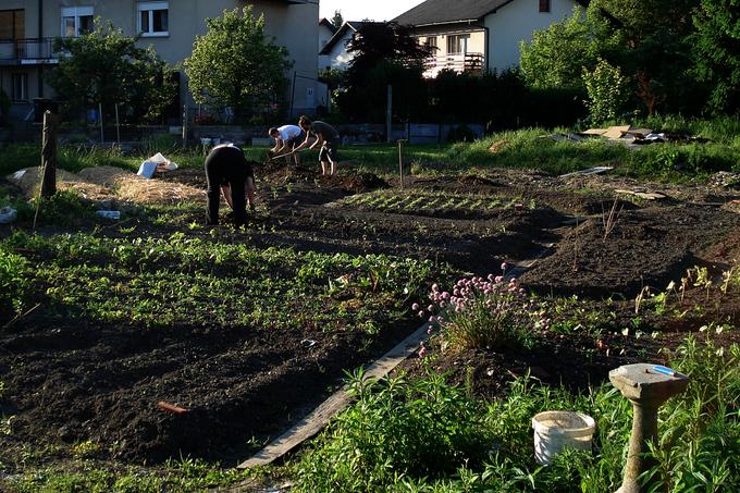 Posebnost in osnovno vodilo skupnostnega vrta Čolnarska je, da na njem posamezniki nimajo vsak svojih gredic, temveč da vsi obdelujejo vse. Enako je s pridelkom, ki si ga delijo. | Foto: 