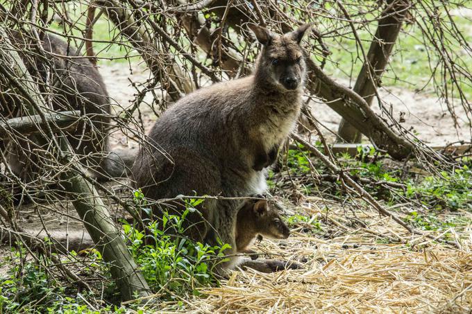 Rdečevrati kenguru | Foto: ZOO Ljubljana