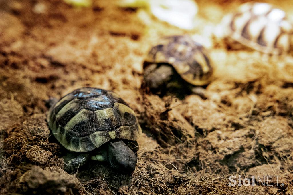 Bioexo razstava eksotičnih živali