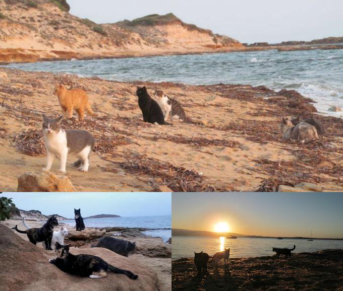 Plaža ima zdaj okoli 60 prebivalk, zanje pa skrbita zakonca Andrea in Irina Atzori. | Foto: gattisupallosu.org