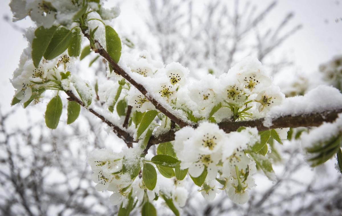 sneg zima pozeba pomlad cvetenje sadno drevje tulipani rože | Svoje je tokrat k nizkim temperaturam dodal še novozapadli sneg. | Foto Bojan Puhek