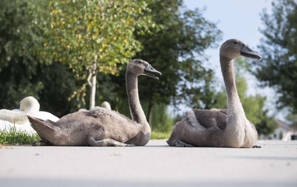 ptičja gripa, labod | Ptičjo gripo so potrdili pri dveh labodih v Mestni občini Ljubljana. | Foto STA