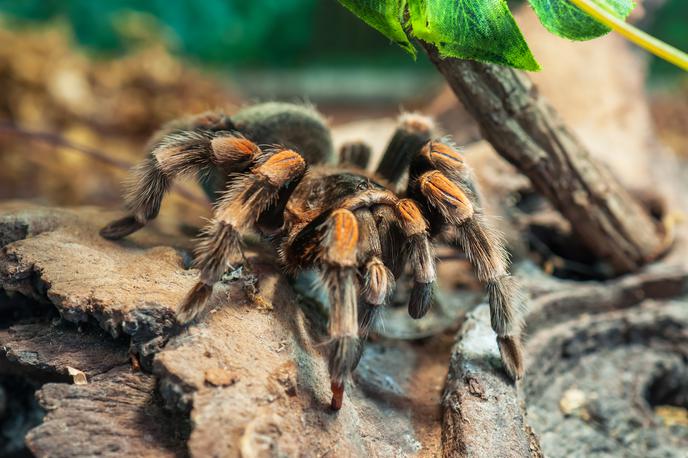 Tarantela | Mehanizem delovanja strupa tarantele je odlično izhodišče za izpopolnjena zdravila proti kroničnemu glavobolu. | Foto Getty Images