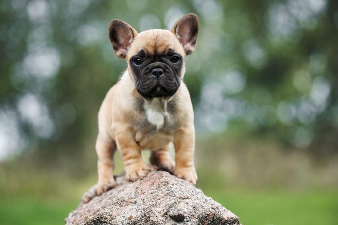 Francoski buldog | Foto Shutterstock