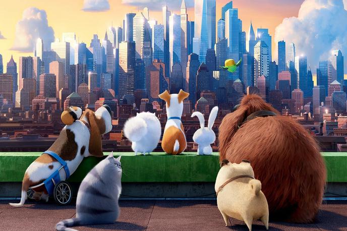 Skrivno življenje hišnih ljubljenčkov | The Secret Life of Pets © 2016 Universal Studios. All Rights Reserved.