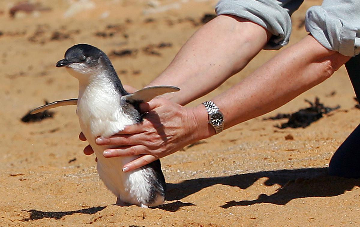 pingvin | Foto Reuters