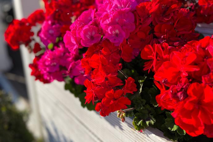 pelargonije, rastline | Cvetoče trajnice (pelargonije – na fotografiji – in fuksije) prenesejo temperature pod 5 stopinj Celzija na daljši rok.  | Foto Shutterstock