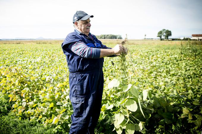 Kmetija majerič Branko Ptuj Ptujski lük čebula ohranitveno kmetijstvo | Foto: Ana Kovač