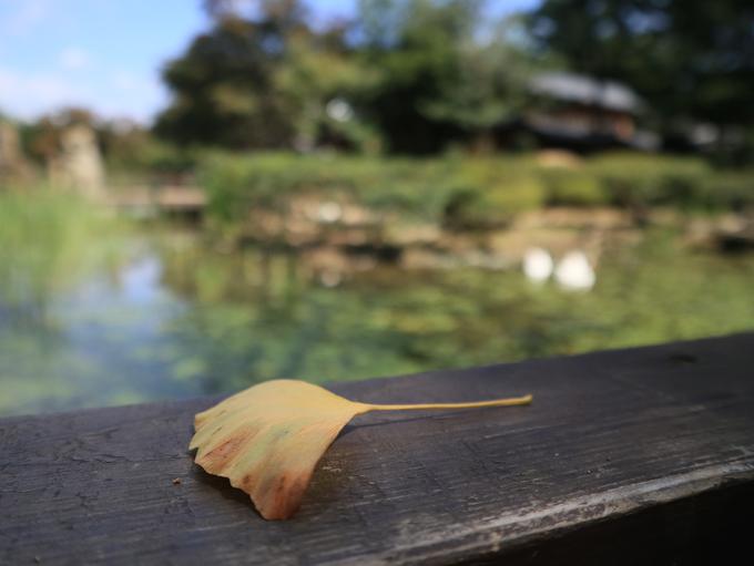 ginko gingko biloba drevo | Foto: Thinkstock