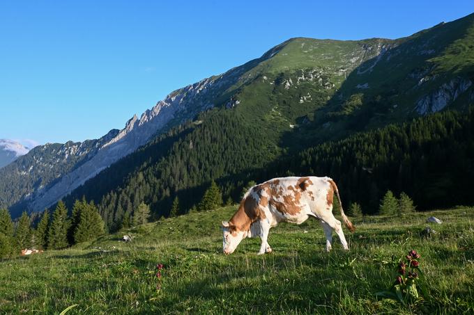 Pogled s Kofc proti Velikemu vrhu Košute | Foto: Matej Podgoršek