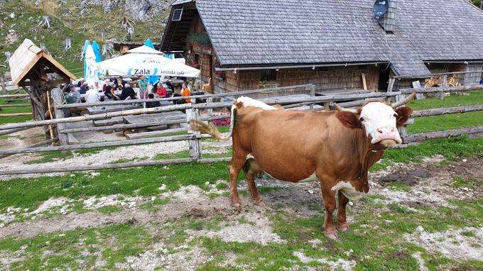 7. avgusta so planino obiskali oskrbovanci Doma starostnikov Petra Uzarja v Tržiču, ki zaradi zdravja že dolgo ne morejo sami v planine. Nekateri so planino obiskali po 30 letih in več, zato je bilo snidenje še toliko bolj čustveno. | Foto: Facebook