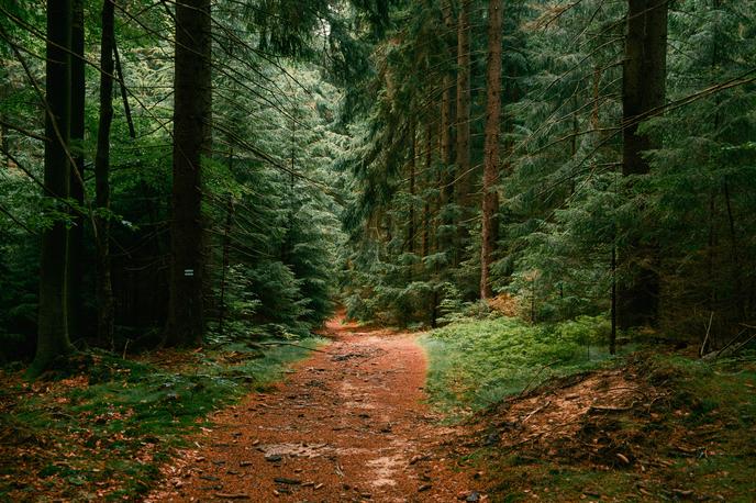 Gozdna pot, pohodništvo | Fotografija je simbolična. | Foto Shutterstock