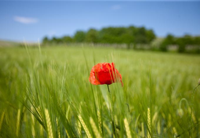 "Vse, kar damo na rastline in v zemljo, se nam slej ko prej vrne v takšni ali drugačni obliki, na krožnik ali v kozarec," pravita mlada agronoma. | Foto: Peter Susič