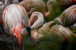 Berlinski živalski vrt žaluje za domnevno 75-letnim flamingom